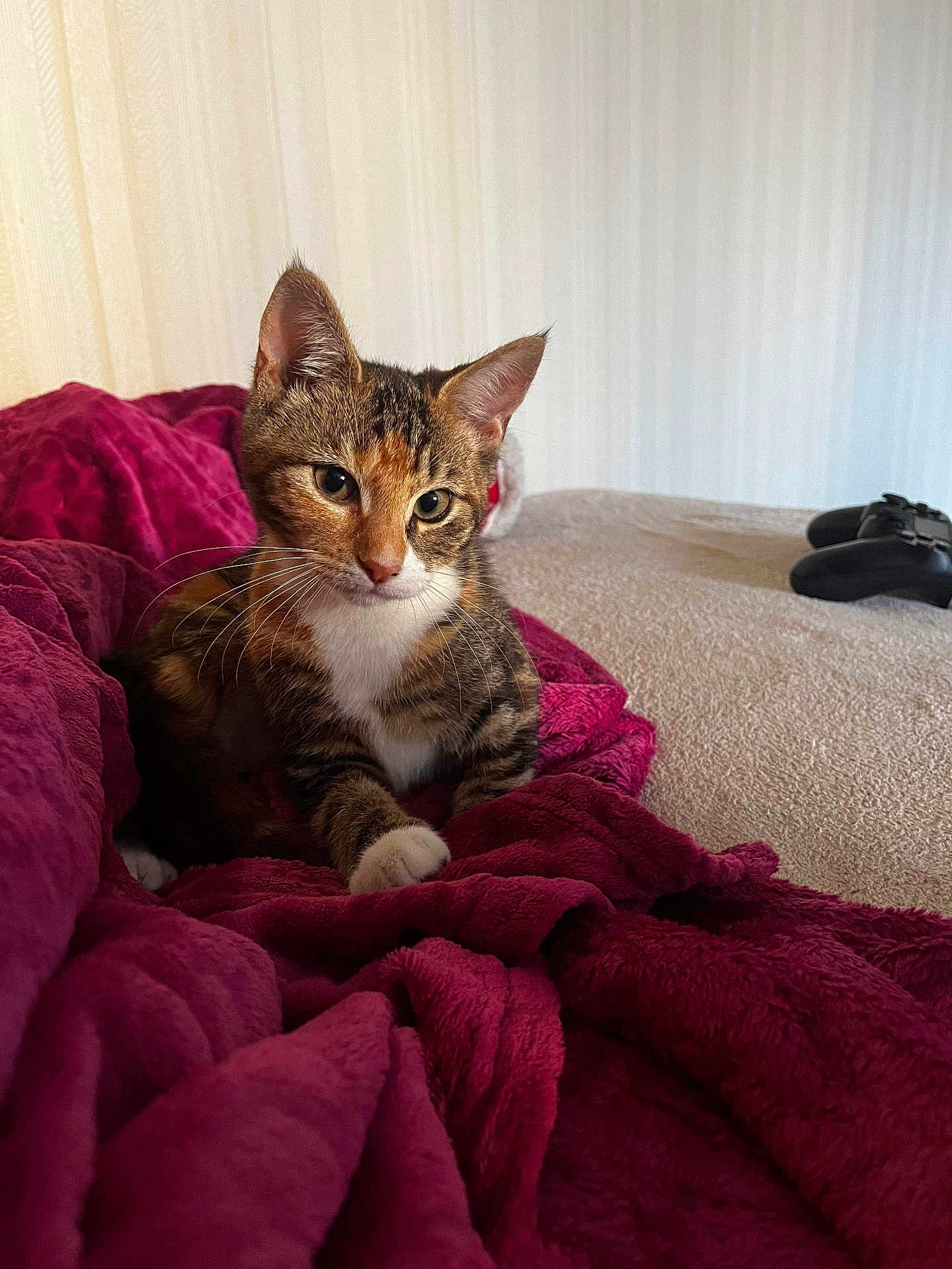 Maya