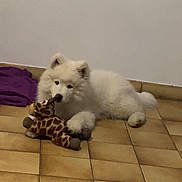 Togo participe au concours pour gagner de l'argent avec cette photo : puppy, dog, toy, plush_toy, giraffe, white_fur, floor, tile_floor, indoor, pet, animal, lying_down, cute, young_dog, playful, fur, ears, nose, paws, background