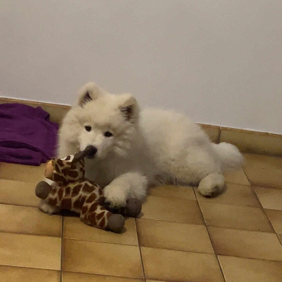 Togo participe au concours pour gagner de l'argent avec cette photo : animal, background, cute, dog, ears, floor, fur, giraffe, indoor, lying_down, nose, paws, pet, playful, plush_toy, puppy, tile_floor, toy, white_fur, young_dog