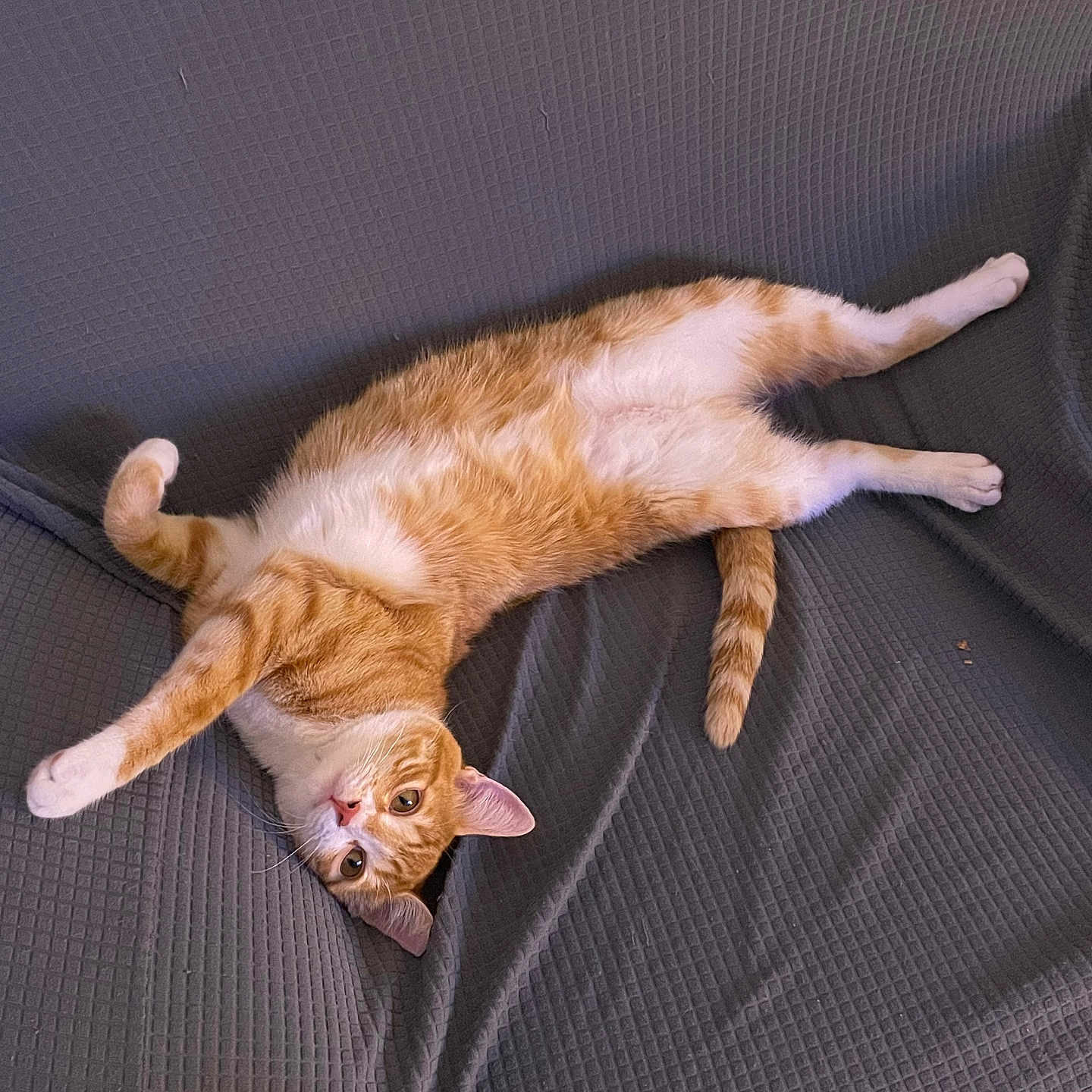 Simba participe au concours pour gagner de l'argent avec cette photo : animal, blanket, cat, cozy, cute, ears, eyes, feline, fur, ginger_cat, indoor, lying_down, paws, pet, relaxed, resting, tail, texture, whiskers, white_cat