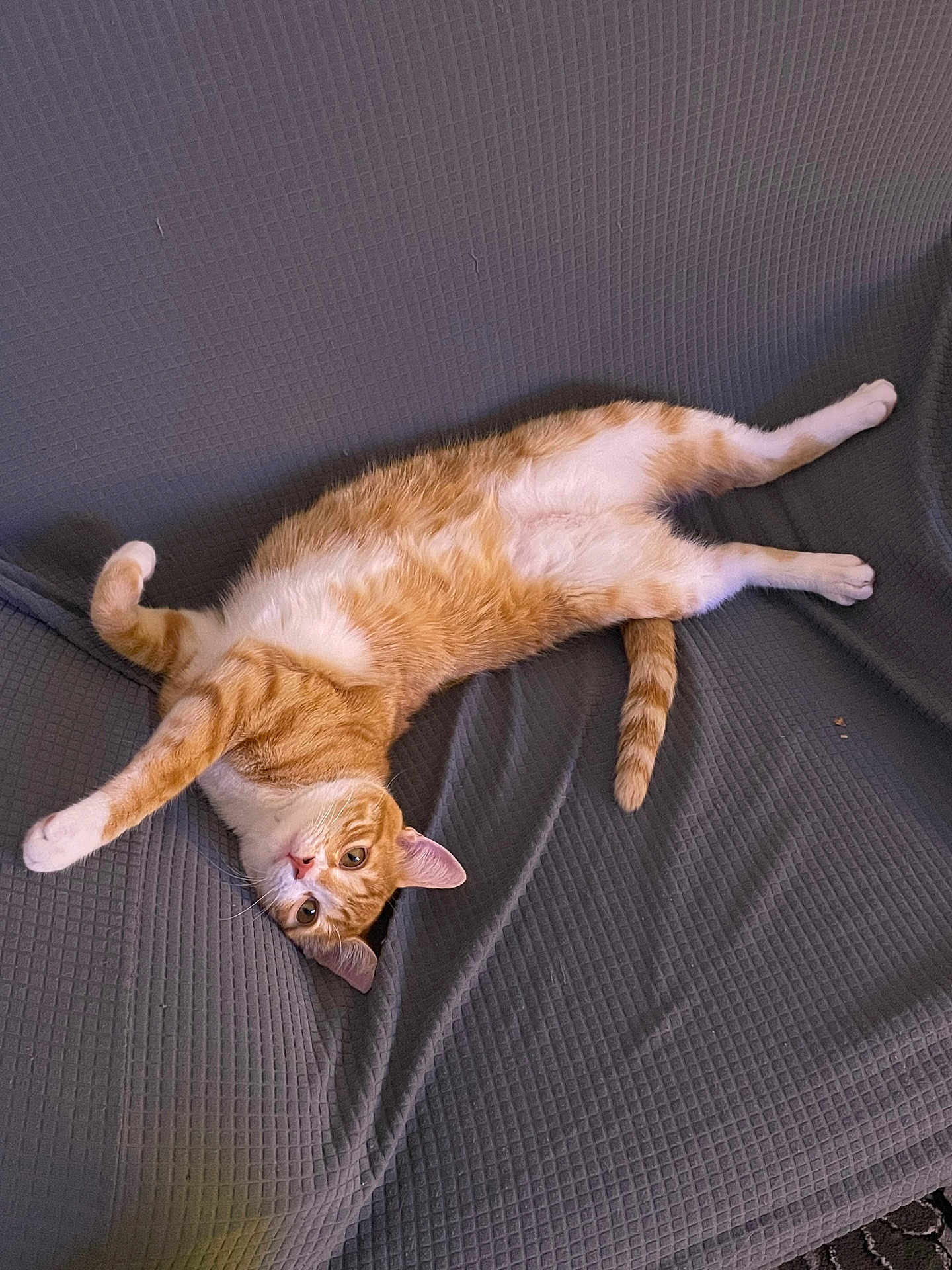 Simba participe au concours pour gagner de l'argent avec cette photo : cat, ginger_cat, white_cat, pet, animal, feline, indoor, blanket, texture, relaxed, cute, fur, whiskers, ears, eyes, tail, paws, lying_down, cozy, resting