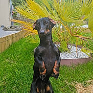 Raska a rejoint le concours — aidez-le/la à gagner de superbes lots ! dog, doberman, black_and_tan, sitting, upright_pose, outdoor, garden, grass, palm_tree, plants, greenery, portrait, animal, pet, short_hair, floppy_ears, looking_at_camera, backyard, ornamental_stones, natural_light