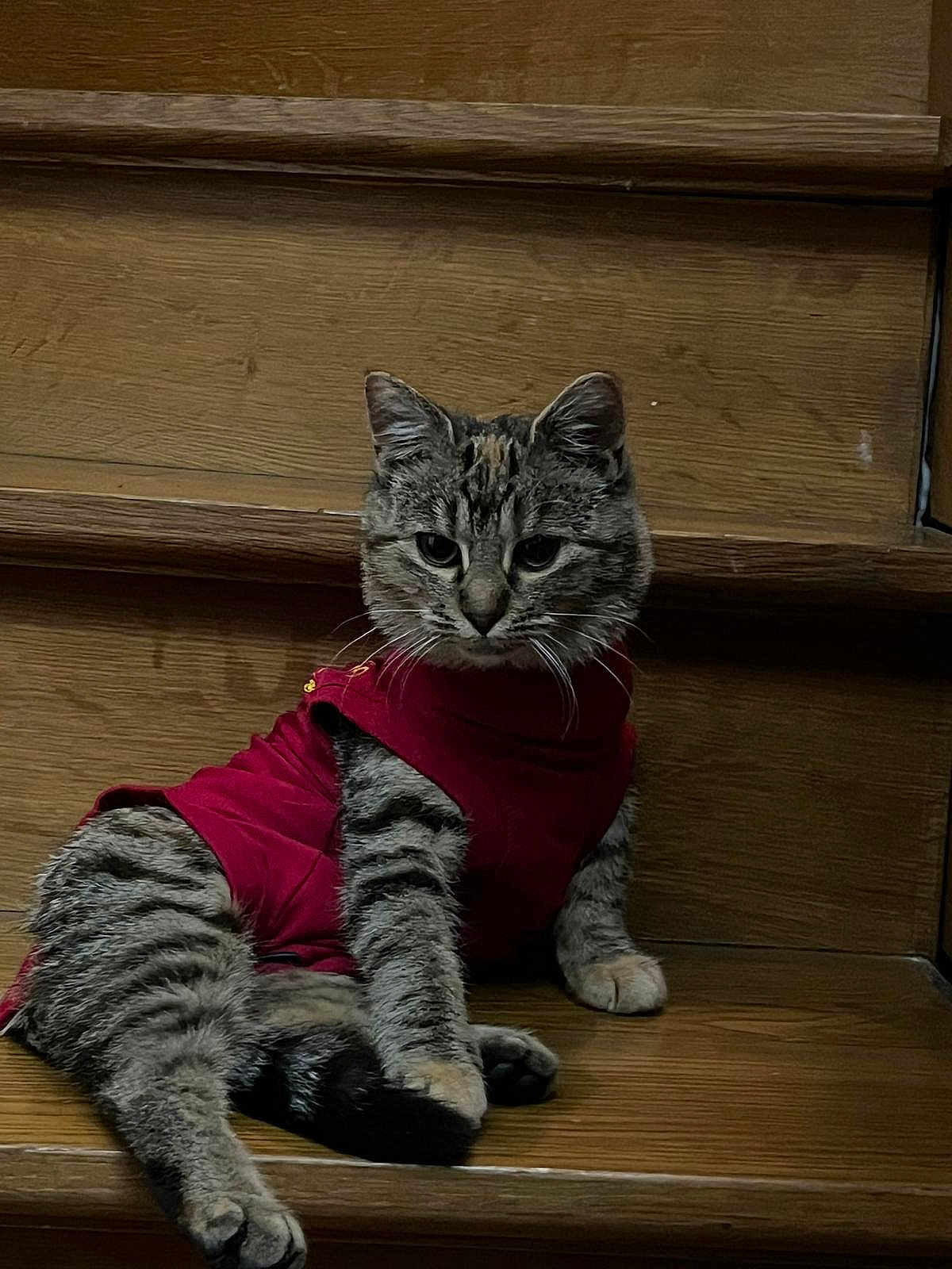 Kyra participe au concours pour gagner de l'argent avec cette photo : cat, tabby_cat, pet, stairs, wooden_stairs, red_clothing, shirt, feline, whiskers, paws, ears, fur, indoor, portrait, sitting, looking_at_camera, cute, relaxed, home, hardwood