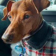 Tuffy is registered to the contest to win money with this photo: animal, brown_dog, car, center_console, close_up, clothing, collar, dog, dog_tags, floppy_ears, outdoor_light, passenger_seat, pet, plaid_coat, portrait, road_trip, short_hair, sitting, small_dog, vehicle_interior