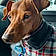 Tuffy