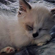 Luna is registered to the contest to win money with this photo: animal, close_up, cozy, cute, domestic, ears, furry, indoor, kitten, mammal, nose, paw, pet, pink_pads, relaxing, resting, sleeping, soft_texture, whiskers, white_fur