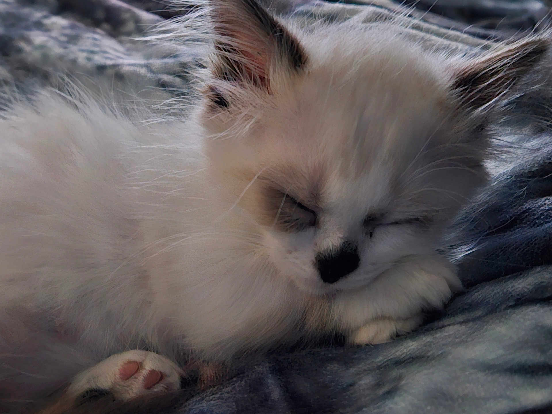 Luna is registered to the contest to win money with this photo: animal, close_up, cozy, cute, domestic, ears, furry, indoor, kitten, mammal, nose, paw, pet, pink_pads, relaxing, resting, sleeping, soft_texture, whiskers, white_fur