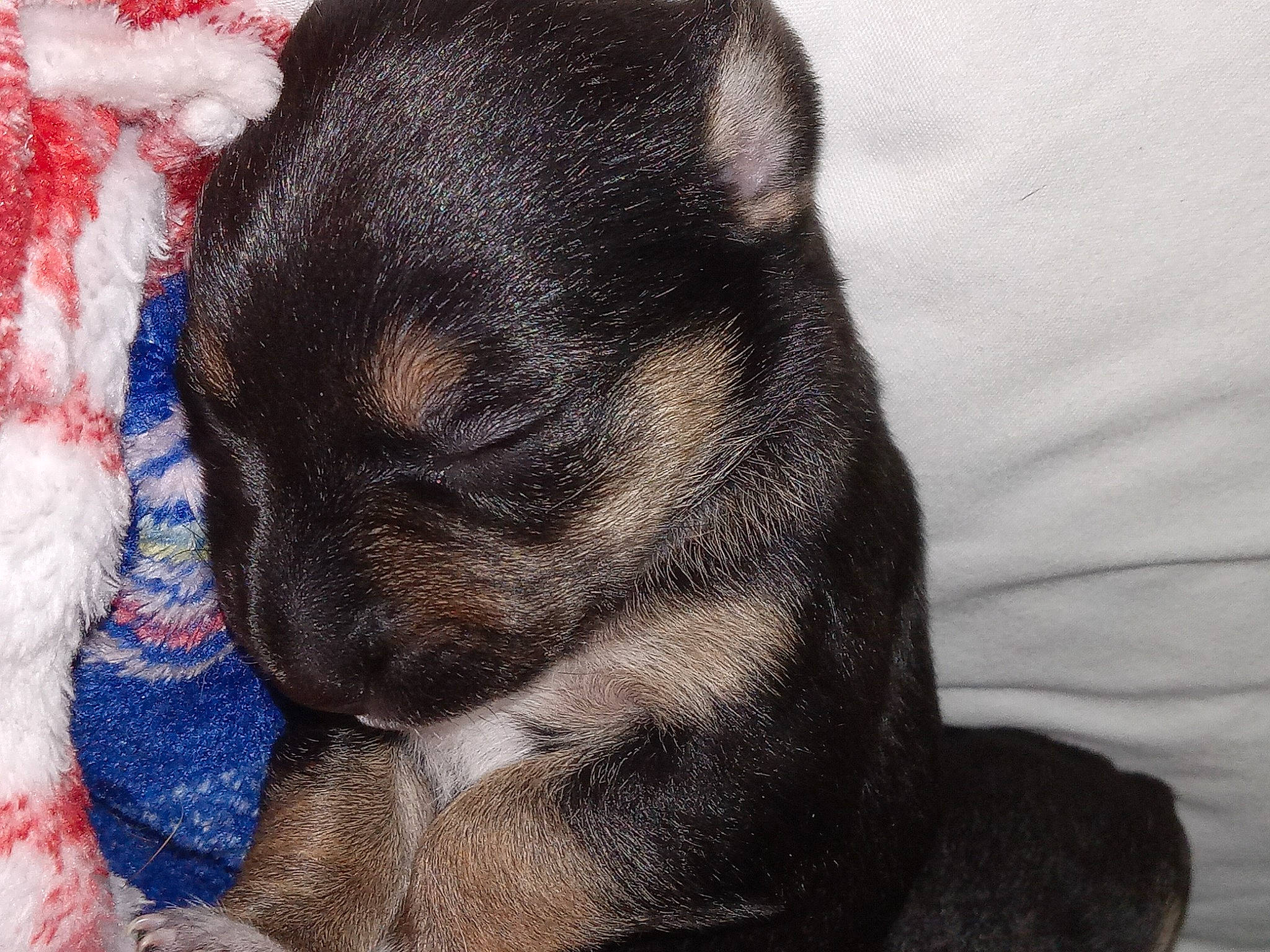 Betty Sue is registered to the contest to win money with this photo: art, canidae, carnivore, comfort, companion_dog, dog, dog_breed, electric_blue, fawn, french_bulldog, fur, nap, paw, snout, sporting_group, terrestrial_animal, toy_dog, whiskers, working_animal, wrinkle