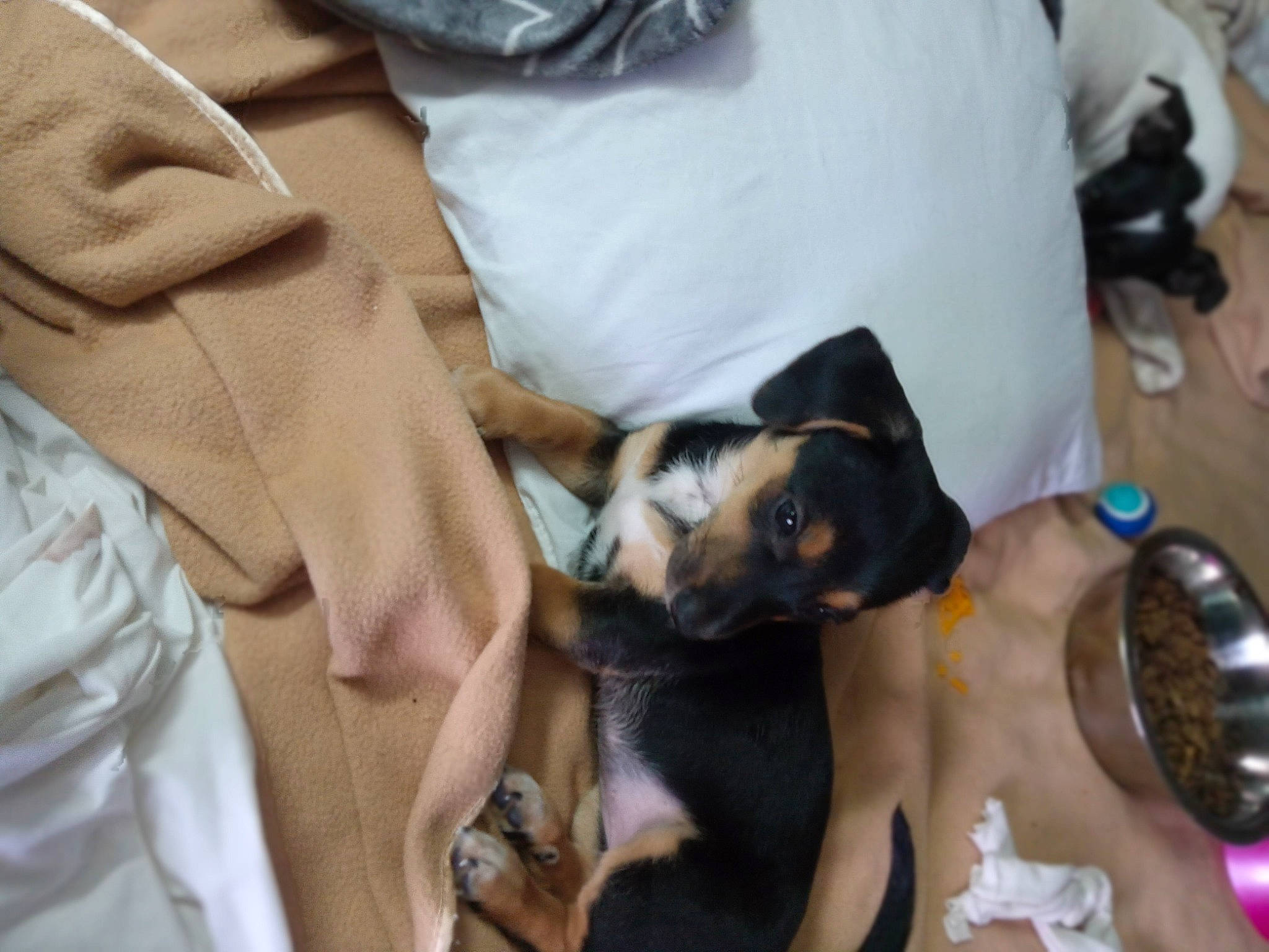 Betty Sue is registered to the contest to win money with this photo: canidae, carnivore, comfort, companion_dog, dog, dog_breed, fawn, fur, human_leg, kitchen_utensil, nail, paw, sleeve, sporting_group, tableware, toy_dog, working_animal, wrist