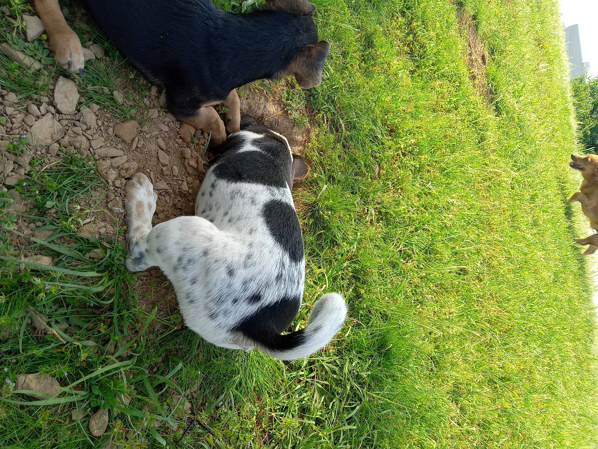 Sammy joined the competition — help win amazing prizes! beak, braque_du_bourbonnais, canidae, carnivore, companion_dog, dog, dog_breed, grass, groundcover, mammal, non_sporting_group, plant, seabird, shrub, sporting_group, tail, terrestrial_animal, tree, trunk, vertebrate