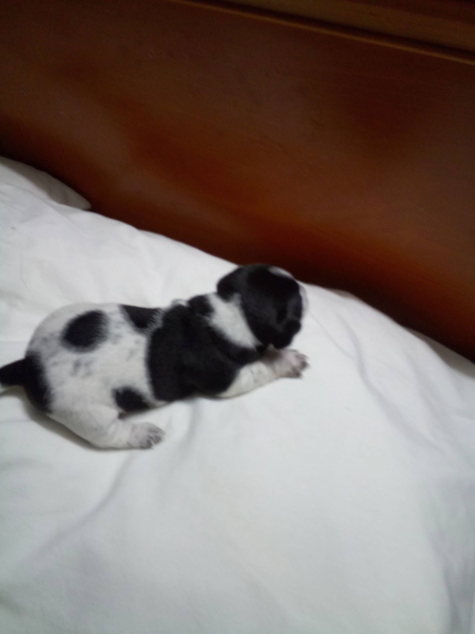 Sammy joined the competition — help win amazing prizes! canidae, carnivore, cloud, comfort, companion_dog, dalmatian, dog, dog_breed, felidae, fur, human_leg, linens, monochrome_photography, nap, paw, small_to_medium_sized_cats, snout, sporting_group, tail, whiskers