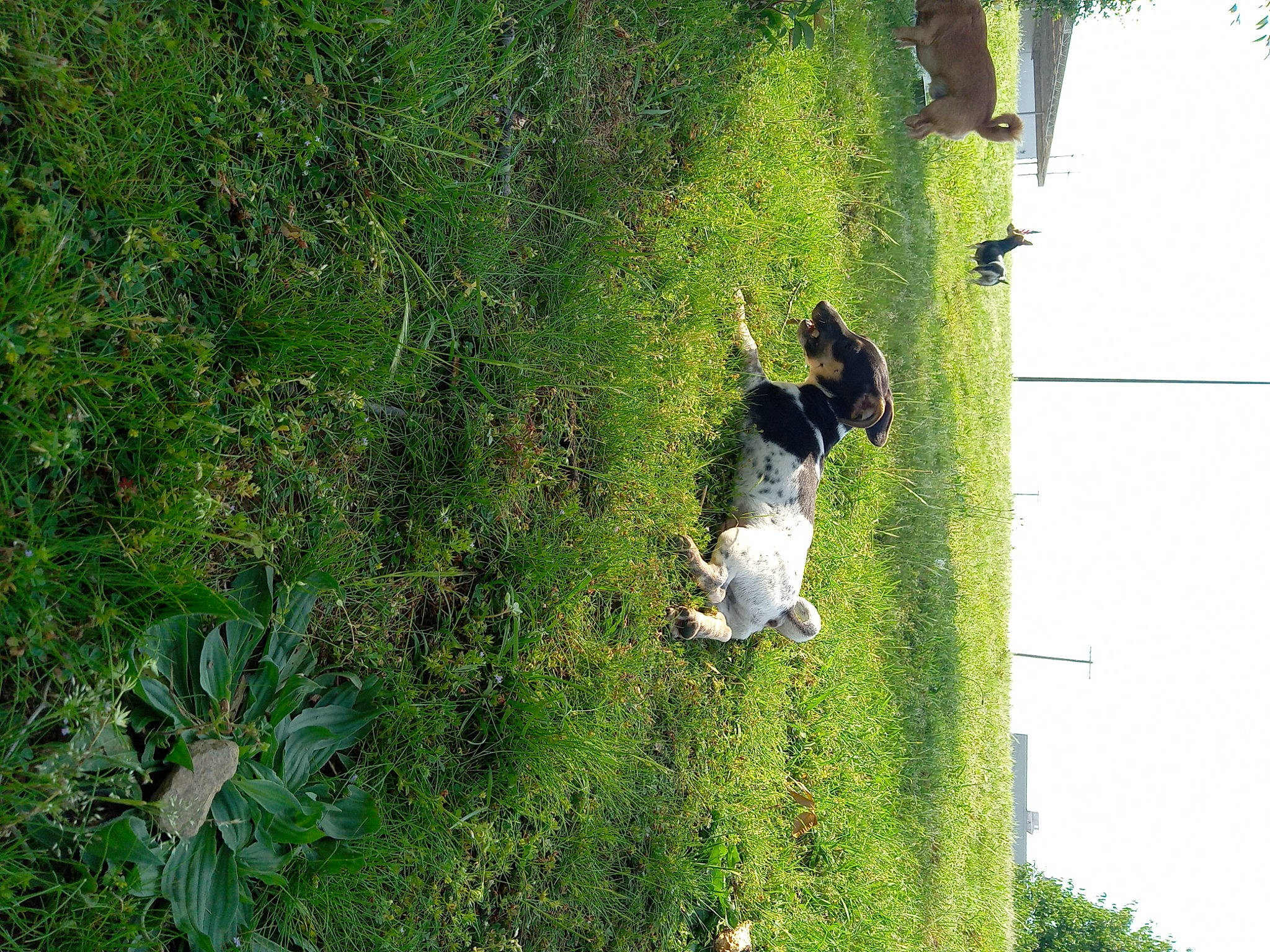 Sammy is registered to the contest to win money with this photo: carnivore, dog, dog_breed, garden, grass, grass_family, grassland, groundcover, landscape, lawn, nature_reserve, pasture, plant, shadow, shrub, sky, slope, terrestrial_plant, tree, vegetation