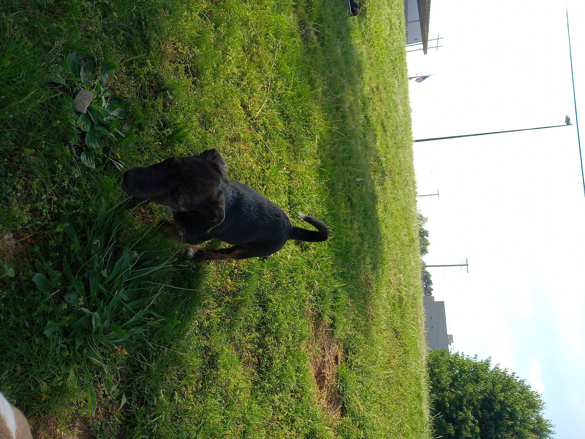 Dottie joined the competition — help win amazing prizes! building, canidae, carnivore, cloud, dog, dog_breed, garden, grass, groundcover, guard_dog, hedge, landscape, plant, shadow, shrub, sky, sporting_group, tail, tree, trunk