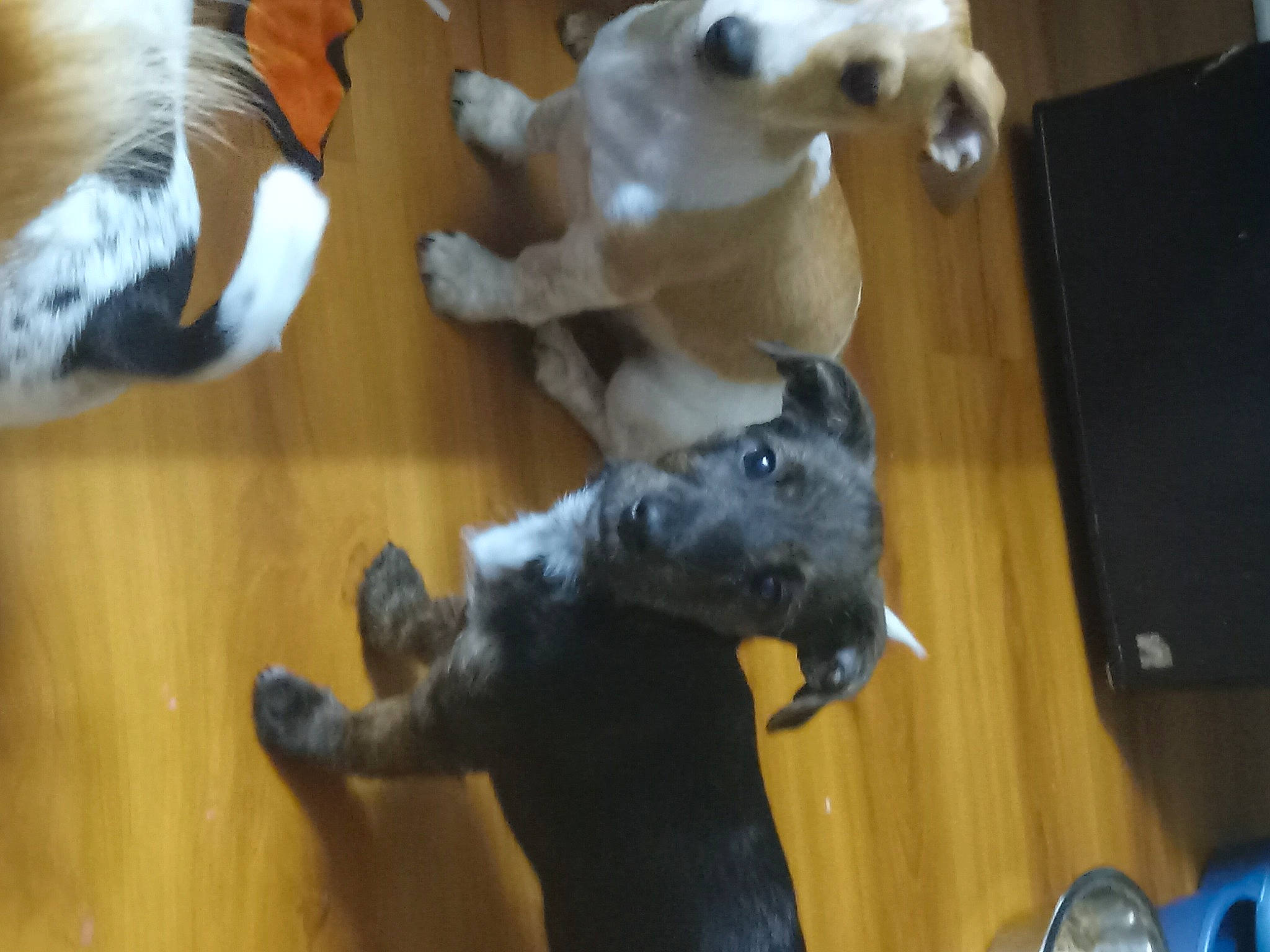 Dottie is registered to the contest to win money with this photo: canidae, carnivore, comfort, companion_dog, dog, dog_breed, fawn, felidae, flooring, fur, hardwood, mammal, snout, sporting_group, stuffed_toy, tail, toy, vertebrate, wood, working_animal