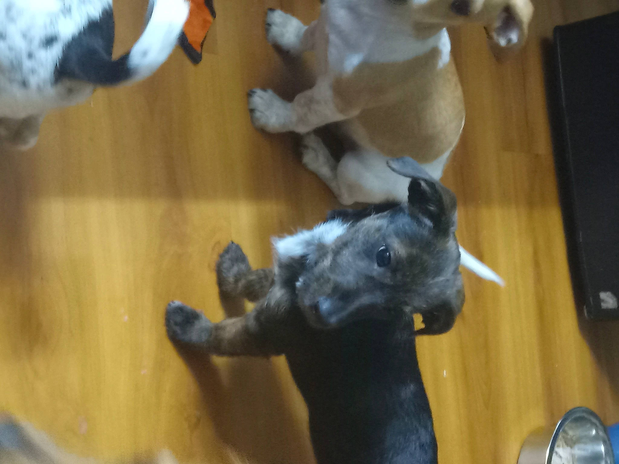 Dottie is registered to the contest to win money with this photo: canidae, carnivore, companion_dog, dog_breed, fawn, felidae, flooring, fur, gesture, hardwood, mammal, small_to_medium_sized_cats, snout, sporting_group, stuffed_toy, tail, terrestrial_animal, toy, wood, working_animal