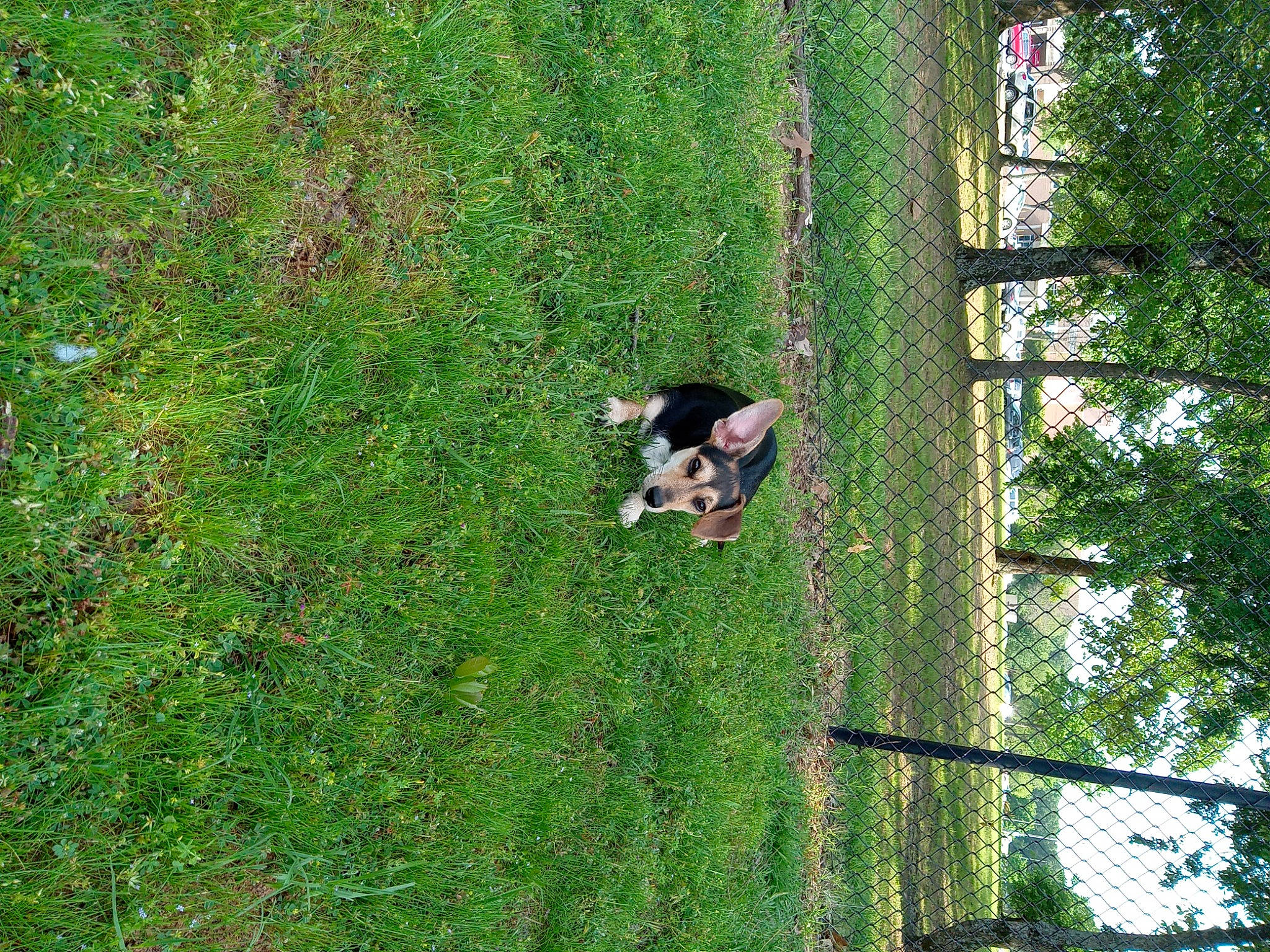 Sunshine is registered to the contest to win money with this photo: carnivore, forest, grass, grassland, groundcover, jungle, landscape, northern_hardwood_forest, pasture, people_in_nature, plant, shrub, sporting_group, temperate_broadleaf_and_mixed_forest, terrestrial_plant, tree, trunk, wildlife, wood, woodland