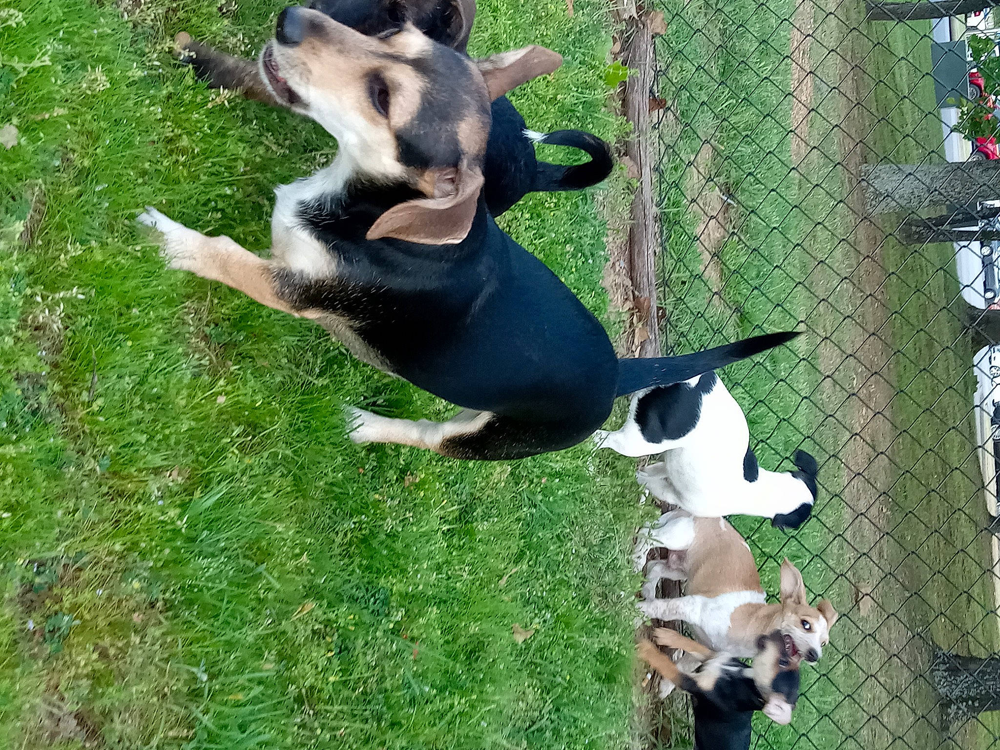 Sunshine is registered to the contest to win money with this photo: animal_shelter, canidae, carnivore, collar, companion_dog, dog, dog_breed, dog_supply, fence, grass, home_fencing, mesh, non_sporting_group, pet_supply, plant, sporting_group, tail, terrestrial_animal, wire_fencing, working_dog