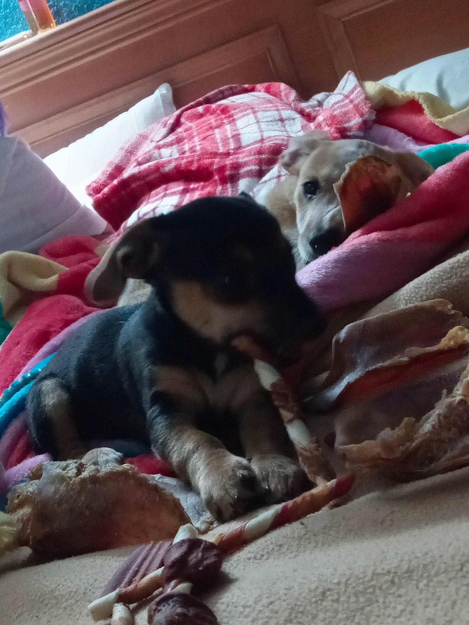 Little One is registered to the contest to win money with this photo: bed, bedding, canidae, carnivore, comfort, companion_dog, couch, dog, dog_breed, fawn, fur, linens, living_room, mammal, nap, room, sporting_group, textile, wood, working_animal