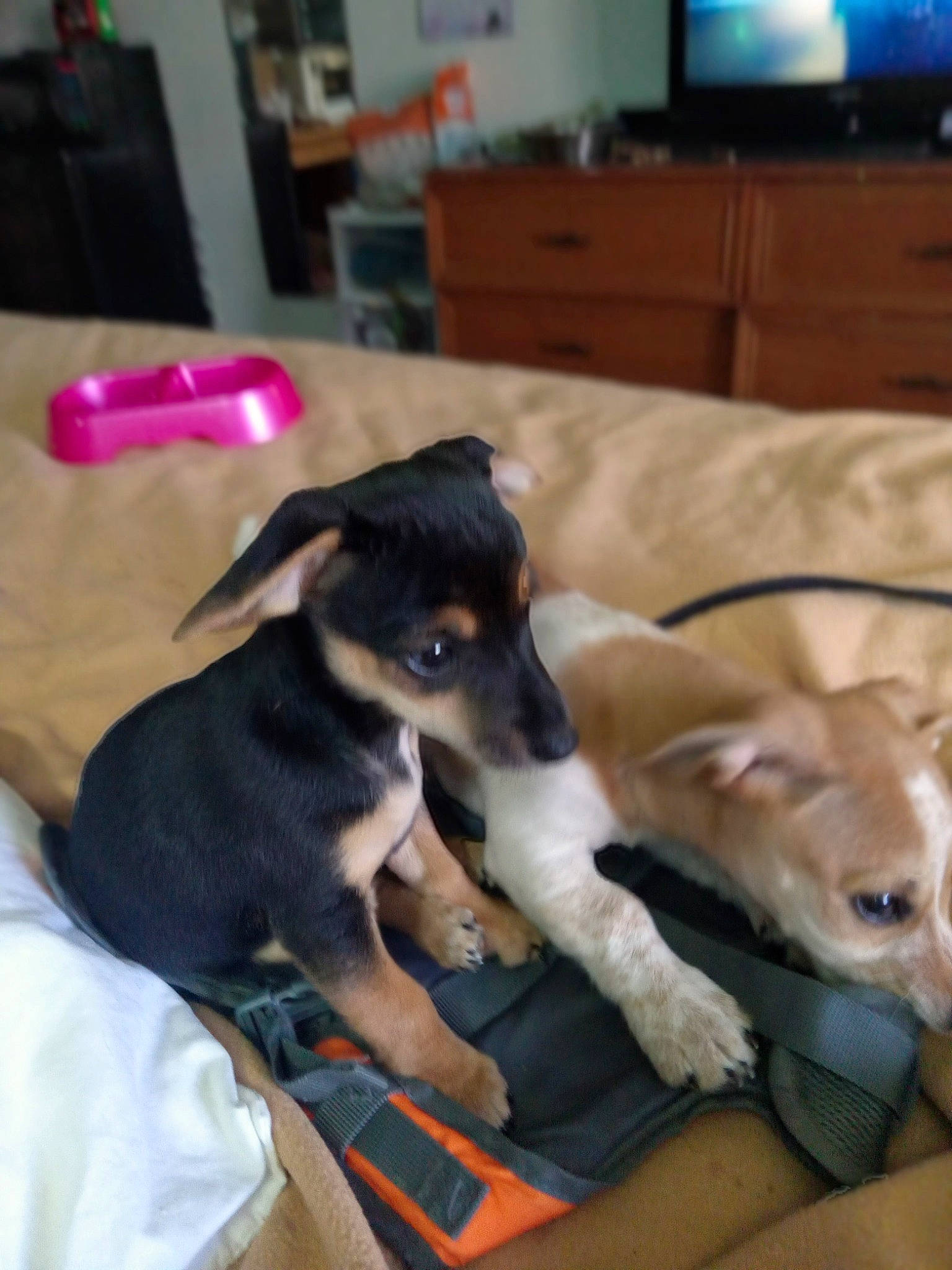 Little One joined the competition — help win amazing prizes! cabinetry, canidae, carnivore, chest_of_drawers, collar, comfort, companion_dog, couch, dog, dog_breed, fawn, fur, hardwood, room, snout, sporting_group, tail, television, toy_dog, working_animal