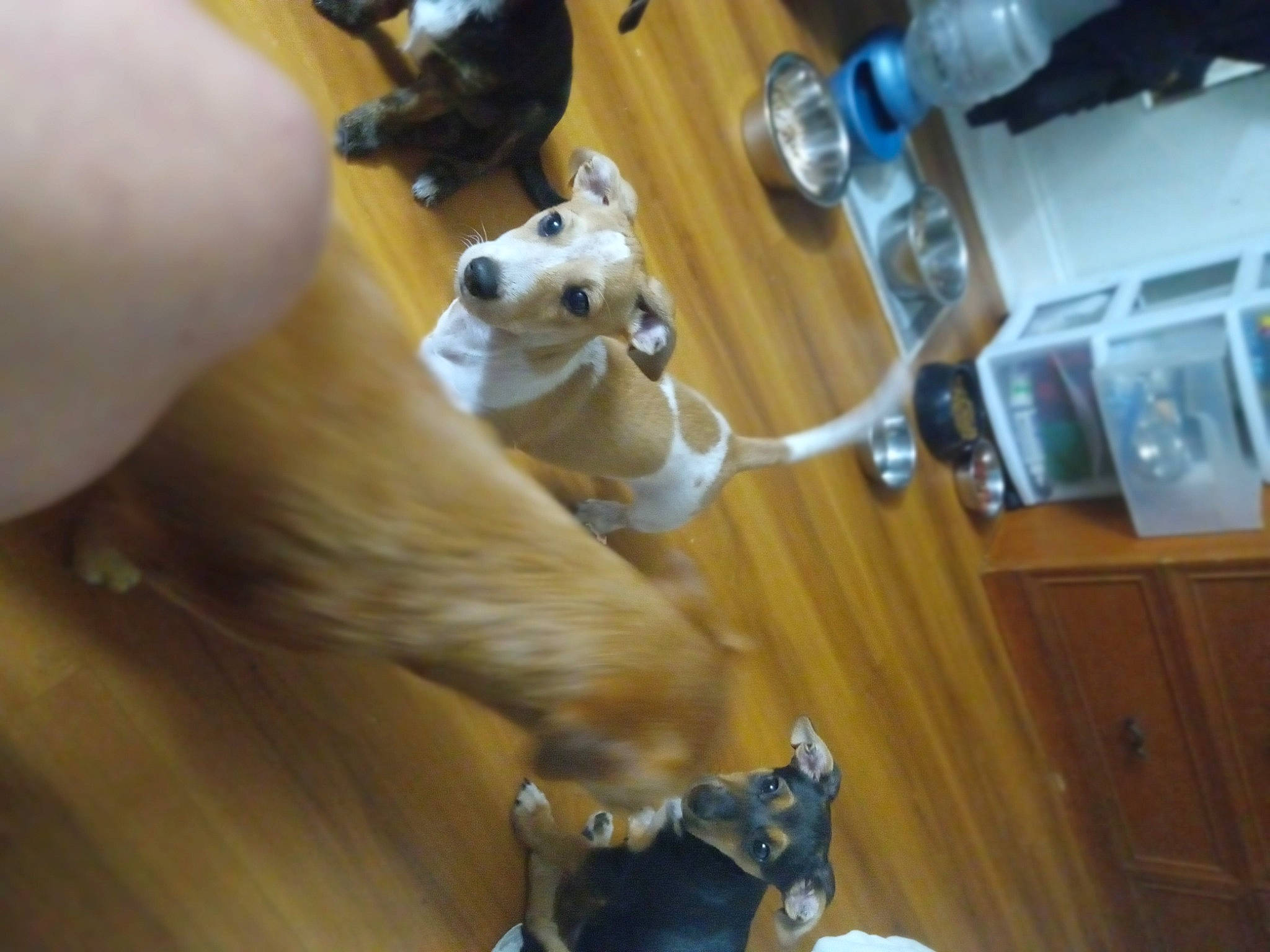 Brownie Cup is registered to the contest to win money with this photo: carnivore, companion_dog, dog, dog_breed, fawn, felidae, flooring, fur, hardwood, machine, paw, room, small_to_medium_sized_cats, stuffed_toy, tail, toy, toy_dog, whiskers, wood, working_animal