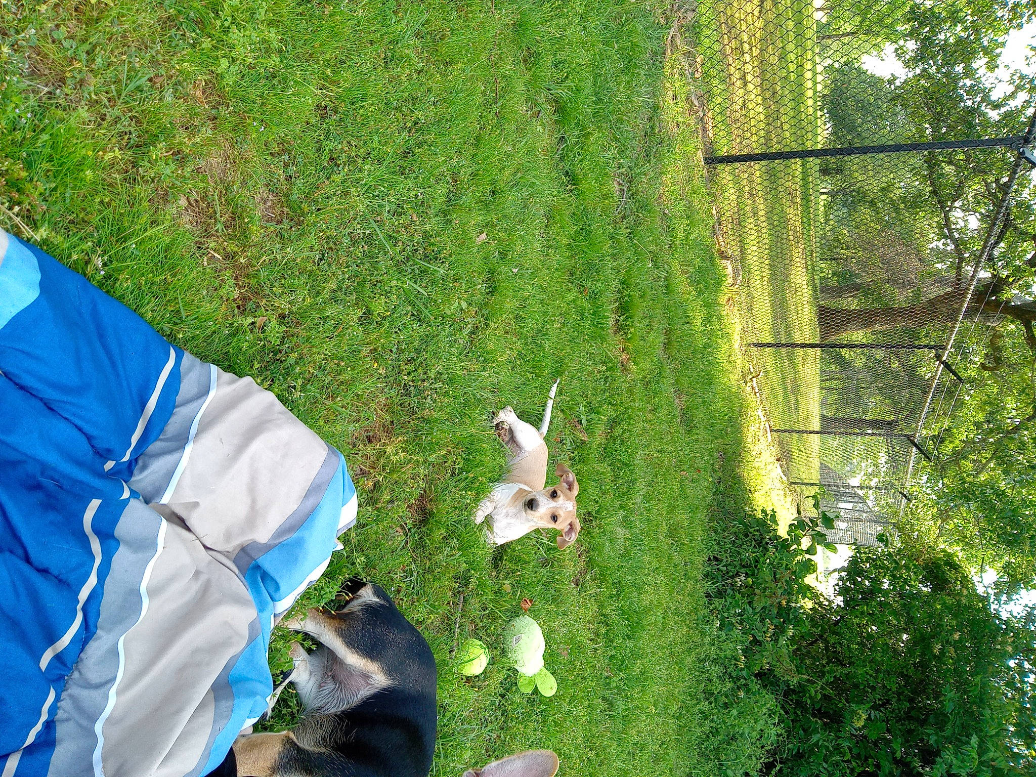 Brownie Cup is registered to the contest to win money with this photo: biome, fun, garden, grass, grass_family, grassland, groundcover, hat, landscape, landscaping, lawn, leaf, leisure, people_in_nature, plant, recreation, shrub, tail, toy, tree