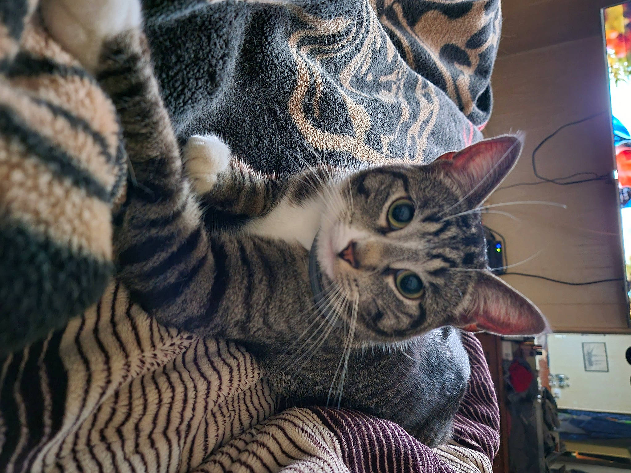 Kubota is registered to the contest to win money with this photo: carnivore, cat, claw, comfort, domestic_short_haired_cat, felidae, foot, fur, grey, lap, nap, pattern, paw, sitting, small_to_medium_sized_cats, tail, tree, whiskers