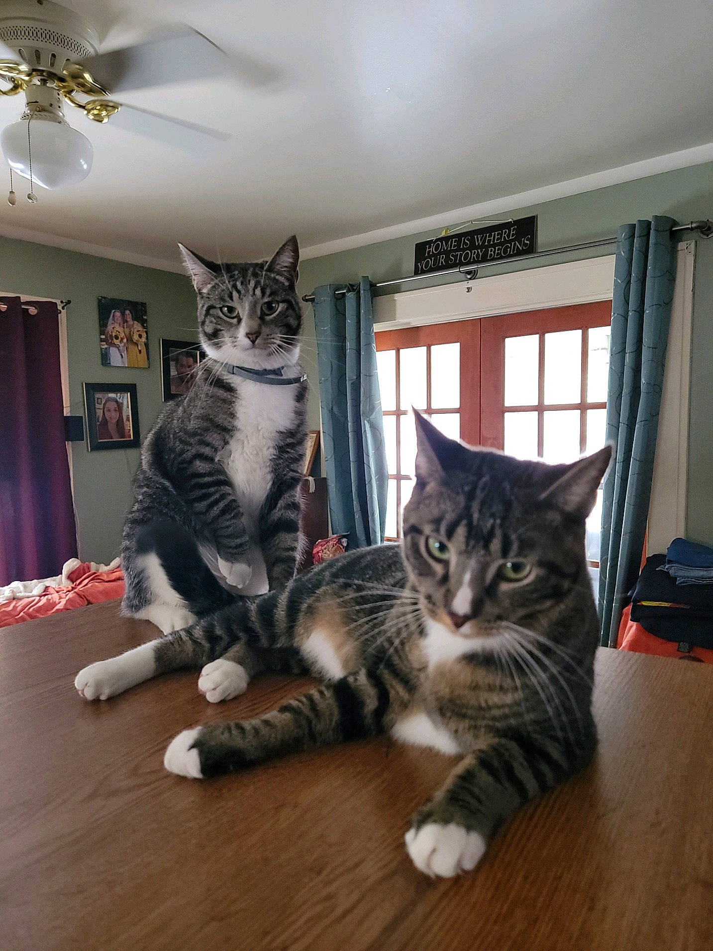 Kubota is registered to the contest to win money with this photo: bookcase, carnivore, cat, ceiling_fan, curtain, domestic_short_haired_cat, felidae, flooring, fur, grey, hardwood, mammal, room, shelf, small_to_medium_sized_cats, tail, vertebrate, whiskers, window, wood