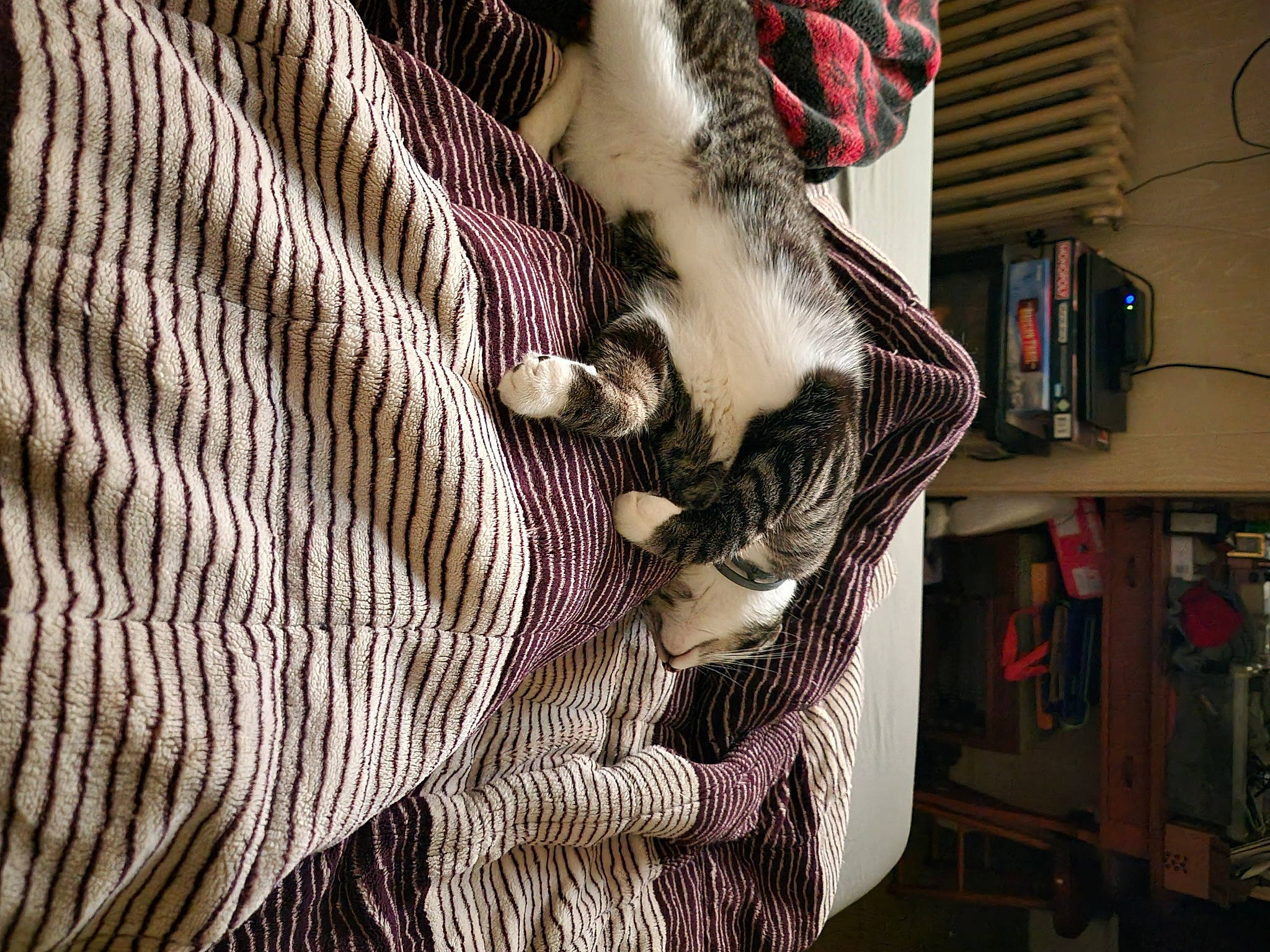 Kubota is registered to the contest to win money with this photo: carmine, carnivore, cat, comfort, domestic_short_haired_cat, electrical_wiring, eyewear, felidae, fur, linens, pattern, paw, room, small_to_medium_sized_cats, tail, visual_arts, whiskers, wood