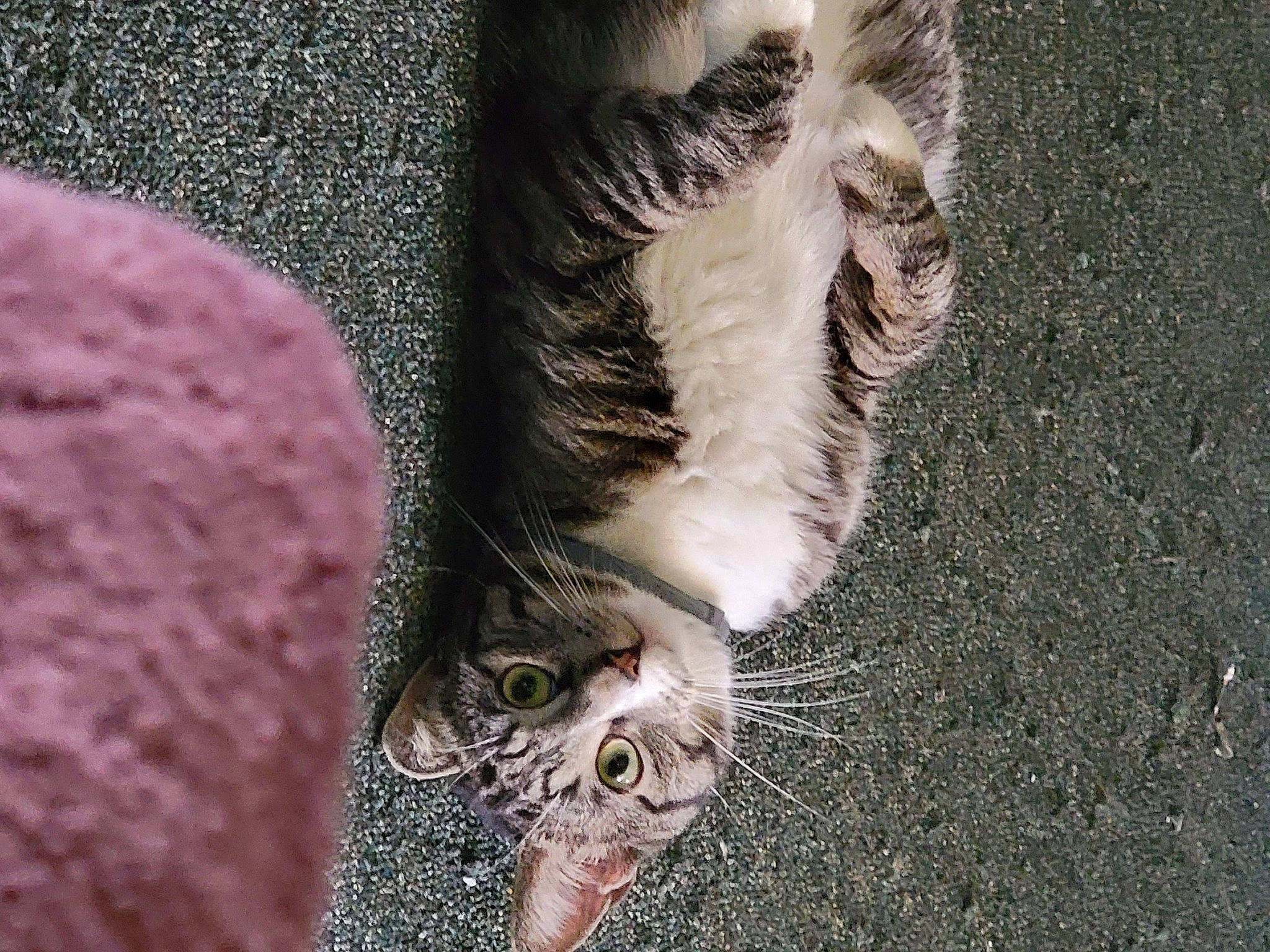 Kubota is registered to the contest to win money with this photo: carnivore, cat, claw, domestic_short_haired_cat, eye, fawn, felidae, foot, fur, grey, human_leg, paw, small_to_medium_sized_cats, snout, soil, tail, terrestrial_animal, toe, whiskers, wildlife