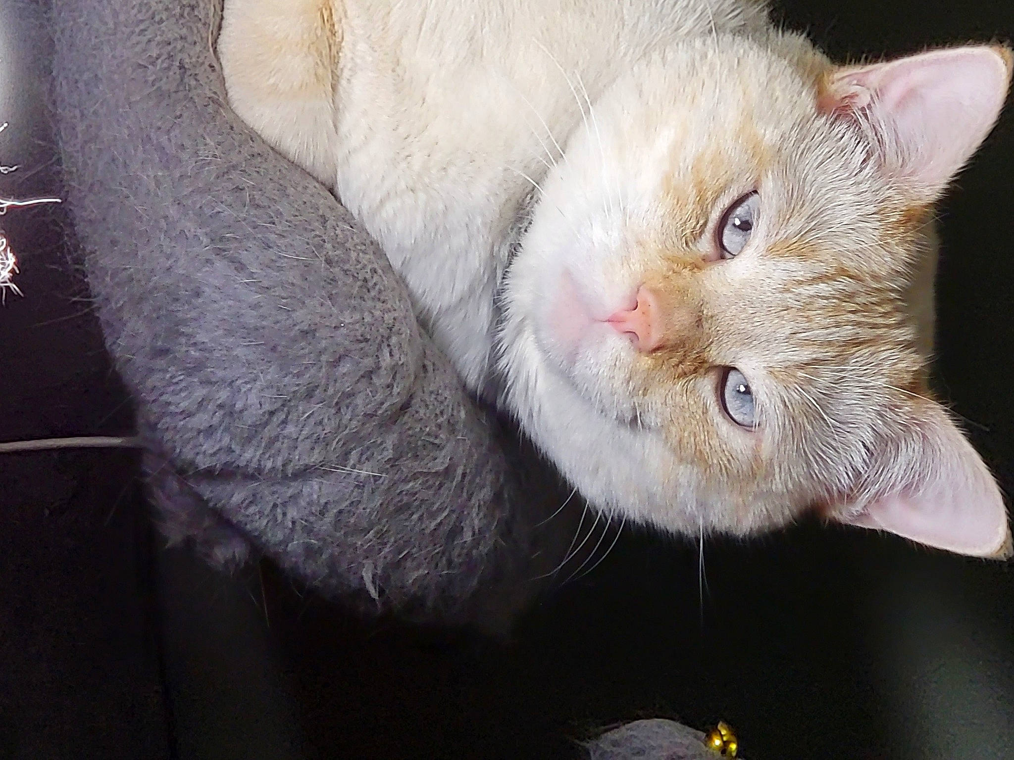 Itsy joined the competition — help win amazing prizes! carnivore, cat, claw, domestic_short_haired_cat, ear, fang, felidae, fur, paw, small_to_medium_sized_cats, snout, tail, whiskers