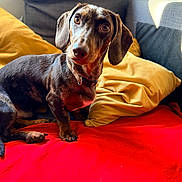 Spirou participe au concours pour gagner de l'argent avec cette photo : animal, blanket, brown_coat, brown_eyes, collar, couch, dachshund, dog, floppy_ears, home, indoors, living_room, long_ears, pet, pillows, portrait, red_blanket, sitting, sunlight, yellow_pillow