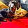 Spirou