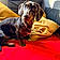 Spirou