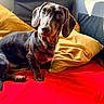 animal, blanket, brown_coat, brown_eyes, collar, couch, dachshund, dog, floppy_ears, home, indoors, living_room, long_ears, pet, pillows, portrait, red_blanket, sitting, sunlight, yellow_pillow