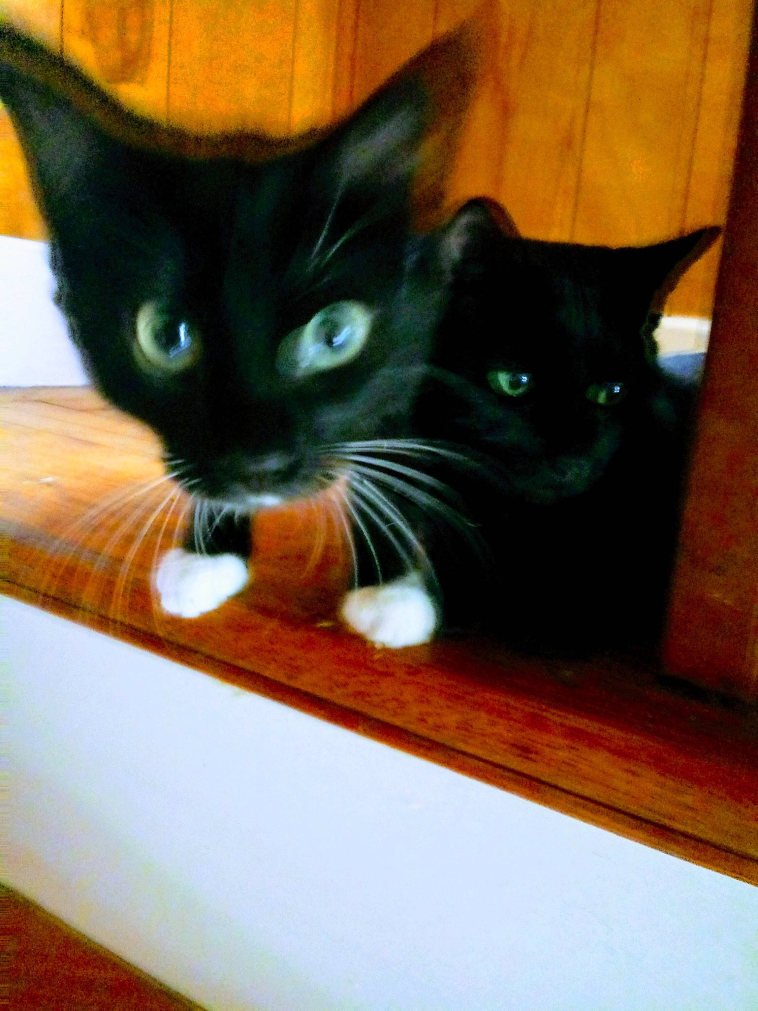 Pricilla Corsi is registered to the contest to win money with this photo: asian, black_cat, burmese, carnivore, cat, domestic_short_haired_cat, felidae, kitten, mammal, ojos_azules, small_to_medium_sized_cats, whiskers