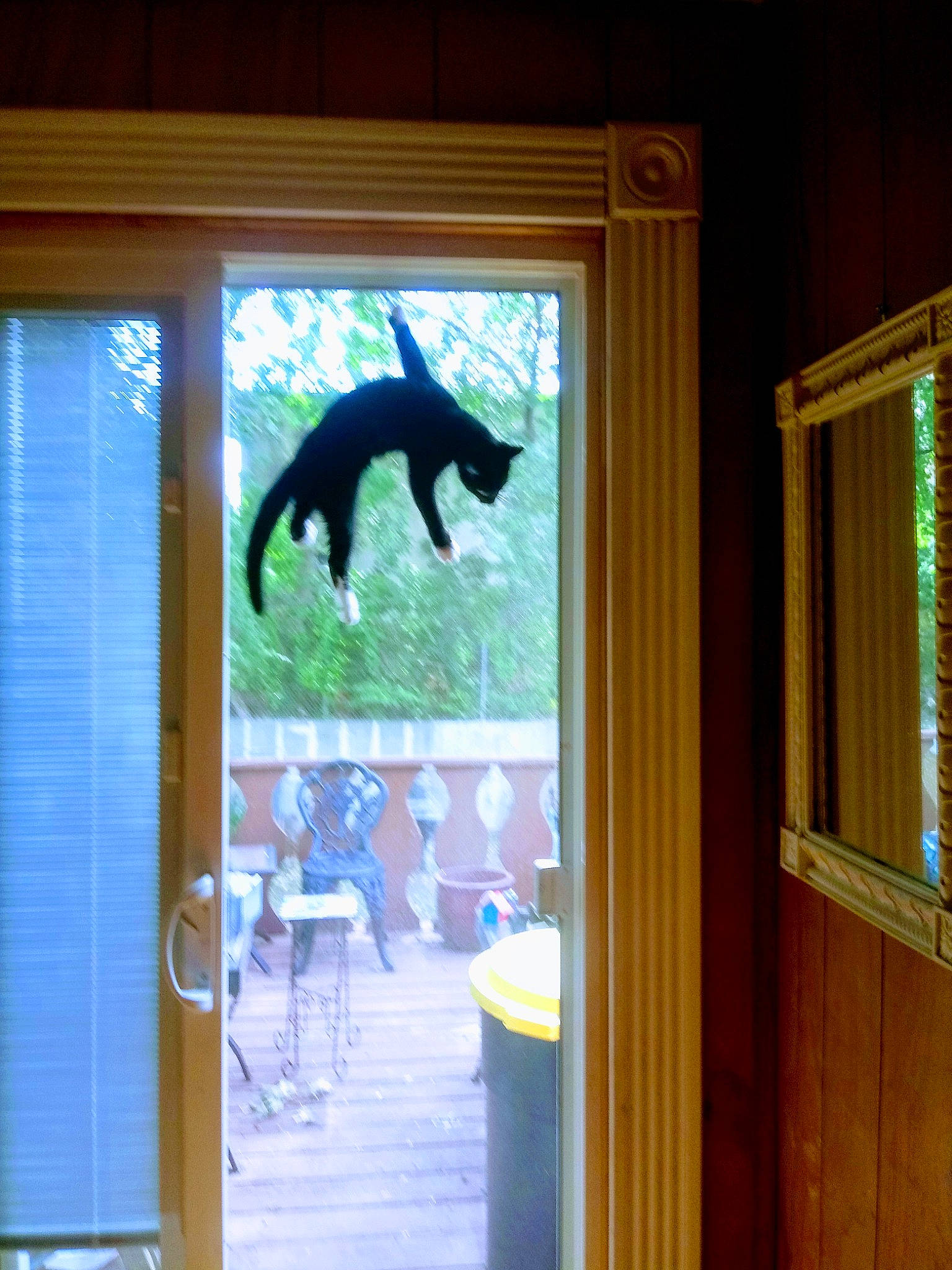 Pricilla Corsi joined the competition — help win amazing prizes! cat, door, glass, interior_design, tail, window, window_film, window_treatment, wood