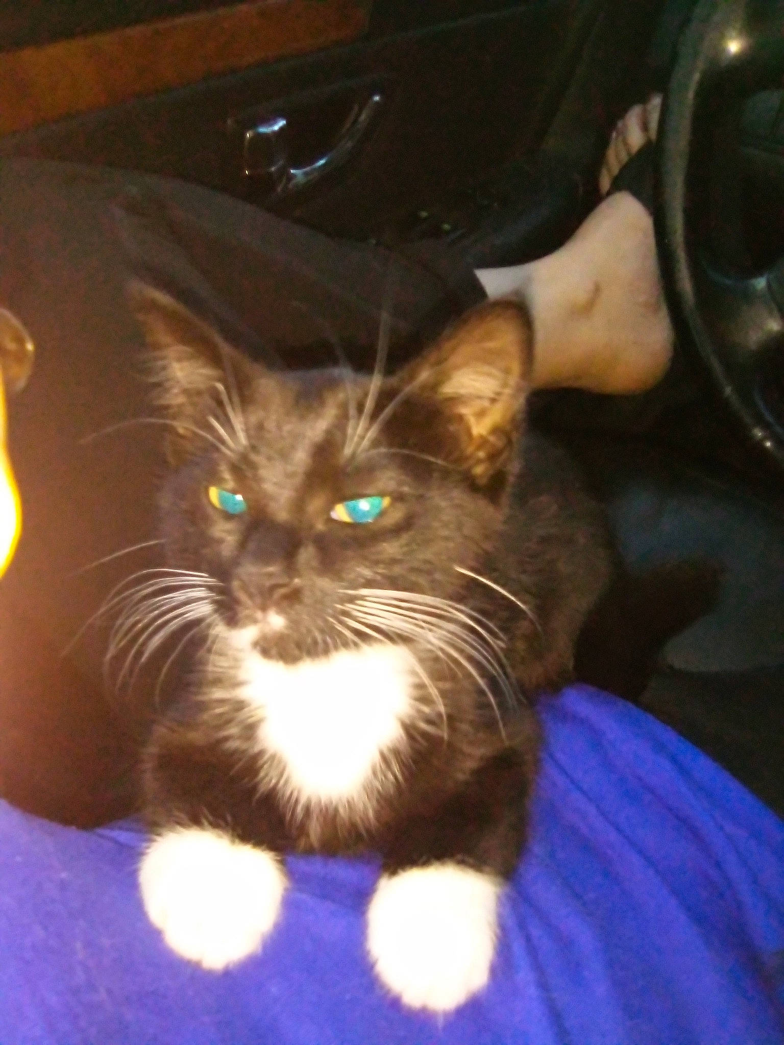 Pricilla Corsi is registered to the contest to win money with this photo: asian, black_cat, carnivore, cat, domestic_long_haired_cat, domestic_short_haired_cat, ear, european_shorthair, fawn, felidae, fur, german_rex, iris, kitten, norwegian_forest_cat, ojos_azules, polydactyl_cat, small_to_medium_sized_cats, whiskers