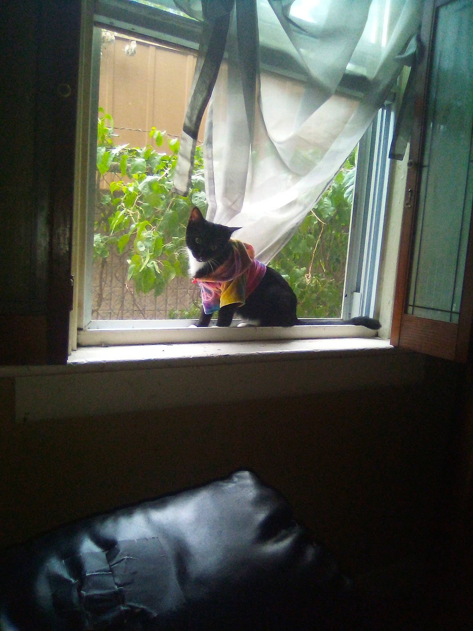 Pricilla Corsi is registered to the contest to win money with this photo: canidae, carnivore, cat, dobermann, guard_dog, interior_design, miniature_pinscher, non_sporting_group, plant, room, textile, window