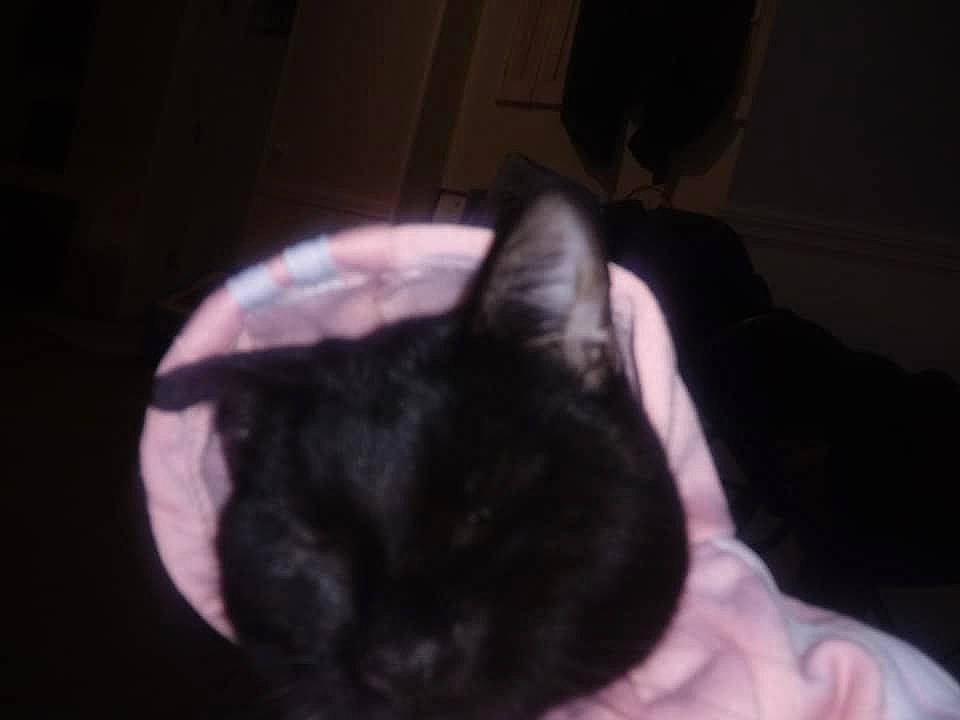 Bella Corsi is registered to the contest to win money with this photo: black_cat, carnivore, cat, comfort, darkness, domestic_short_haired_cat, ear, felidae, fur, petal, room, small_to_medium_sized_cats, tail, terrestrial_animal, tree, whiskers