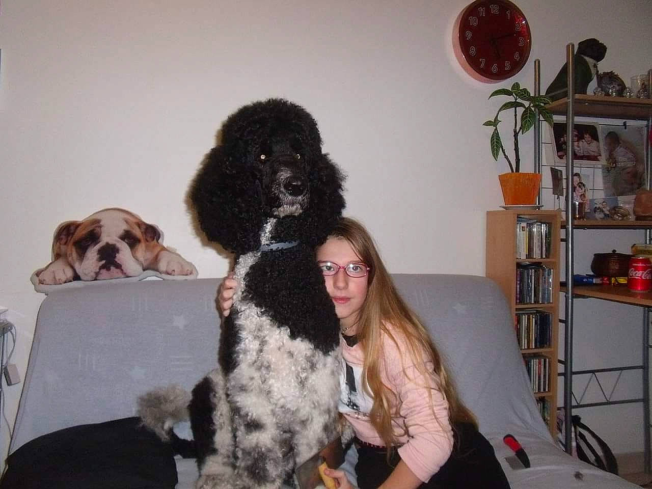 Eve a rejoint le concours — aidez-le/la à gagner de superbes lots ! american_water_spaniel, barbet, canidae, carnivore, cocker_spaniel, companion_dog, dog, dog_breed, english_cocker_spaniel, fur, labradoodle, lagotto_romagnolo, mammal, non_sporting_group, person, portuguese_water_dog, spaniel, spanish_water_dog, sporting_group, standard_poodle