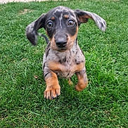 Bonnie participe au concours pour gagner de l'argent avec cette photo : puppy, dog, dachshund, running, grass, outdoor, pet, animal, cute, playful, ears, brown, black, spotted, young, motion, fur, nature, grass_field, energetic