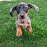 puppy, dog, dachshund, running, grass, outdoor, pet, animal, cute, playful, ears, brown, black, spotted, young, motion, fur, nature, grass_field, energetic