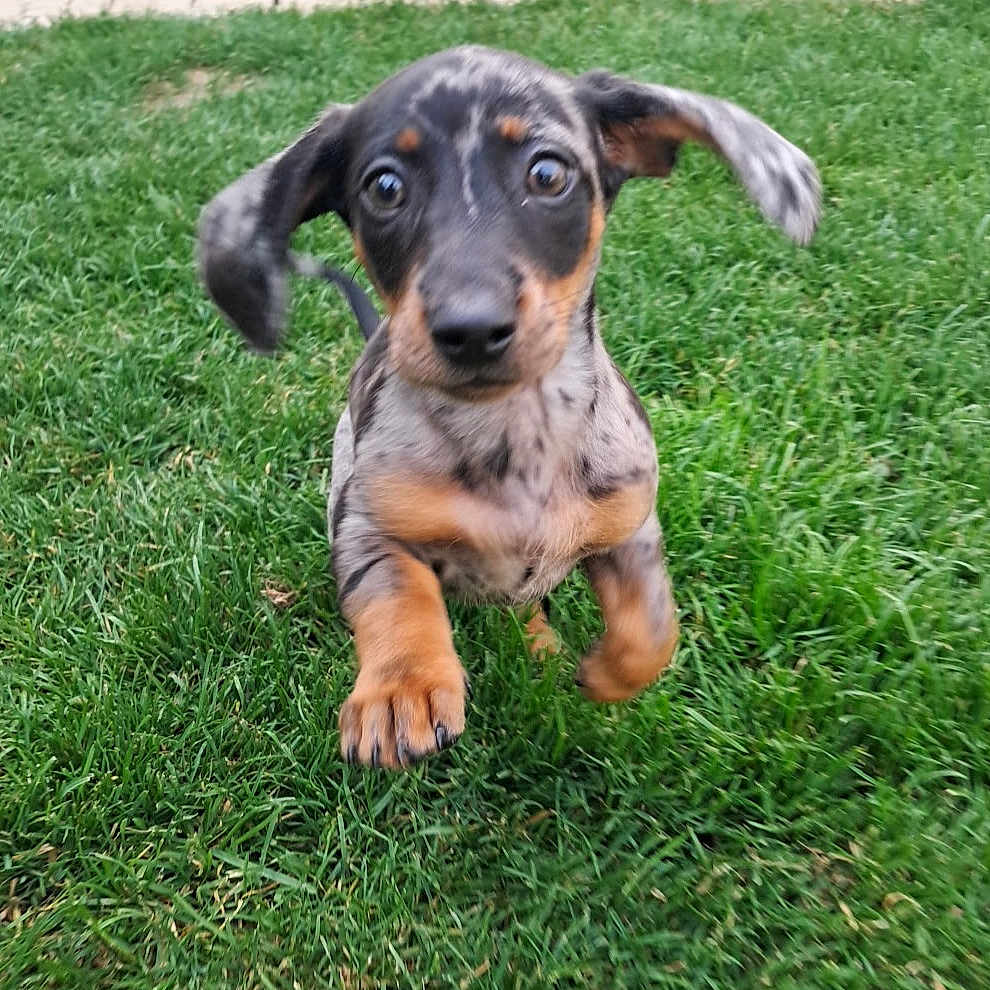 Bonnie participe au concours pour gagner de l'argent avec cette photo : puppy, dog, dachshund, running, grass, outdoor, pet, animal, cute, playful, ears, brown, black, spotted, young, motion, fur, nature, grass_field, energetic