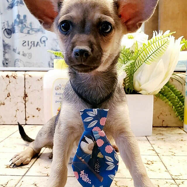 Wolfie joined the competition — help win amazing prizes! animal, bathroom, blue_tie, closeup, cute, decor, dog, ears, floor, flowers, indoor, paris, pet, plant, portrait, puppy, shower_curtain, small_dog, tie, tile_floor