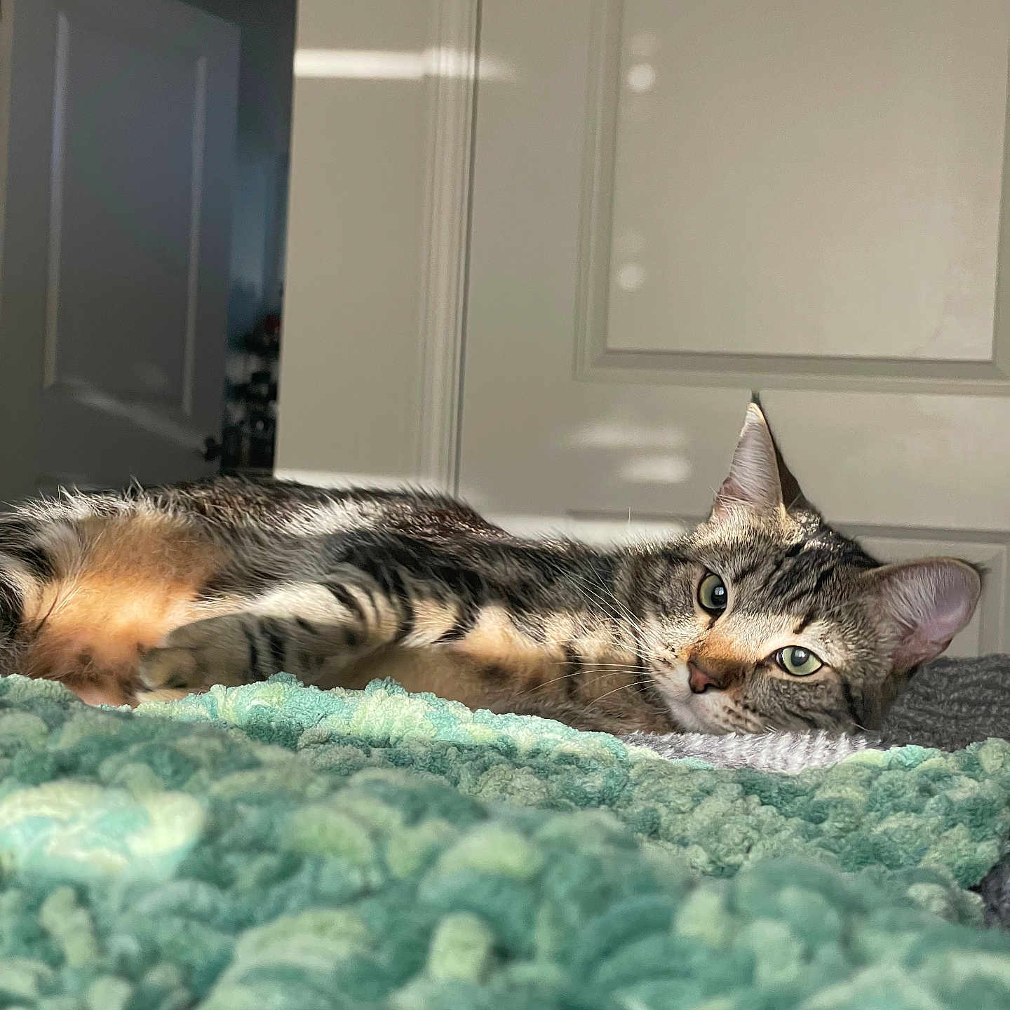 Mocha