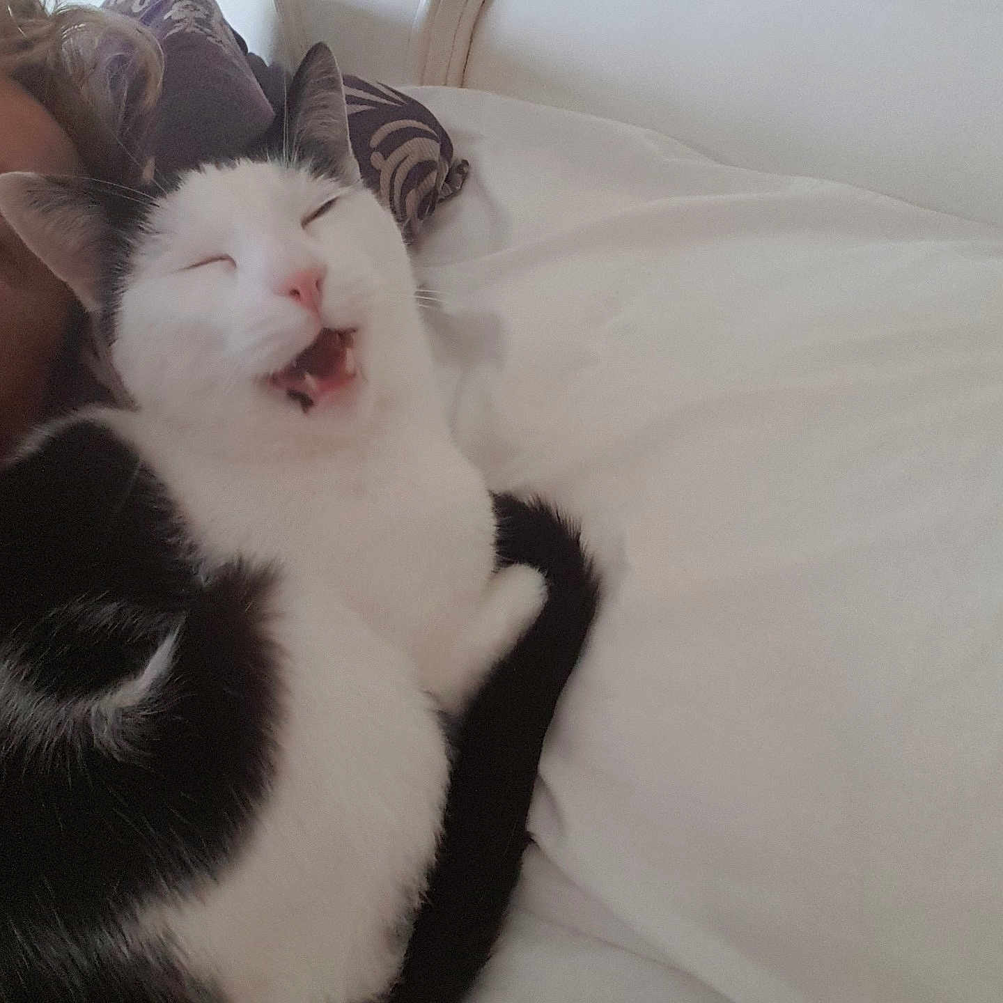 Yoda is registered to the contest to win money with this photo: cat, cat_like_mammal, domestic_short_haired_cat, ear, fur, kitten, nose, paw, skin, small_to_medium_sized_cats, whiskers, white