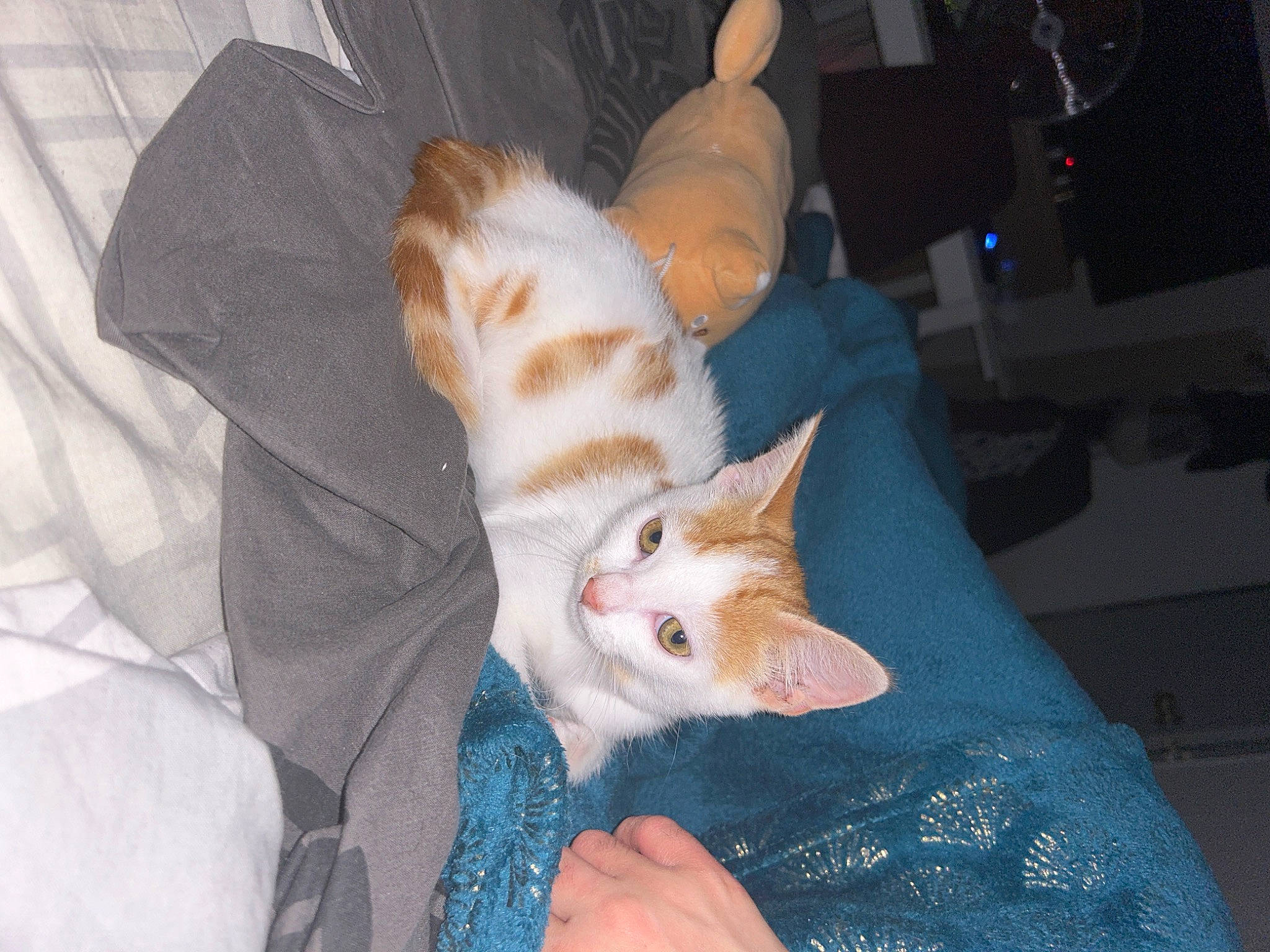 Aki participe au concours pour gagner de l'argent avec cette photo : canidae, carnivore, cat, claw, comfort, domestic_short_haired_cat, fawn, felidae, fur, linens, nail, paw, room, small_to_medium_sized_cats, tail, whiskers, wood