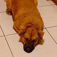 Cindy is registered to the contest to win money with this photo: dog, brown, lying_down, floor, tile, indoor, pet, canine, fur, ears, nose, animal, cute, resting, looking_up, companion, domestic, mammal, expression, relaxed