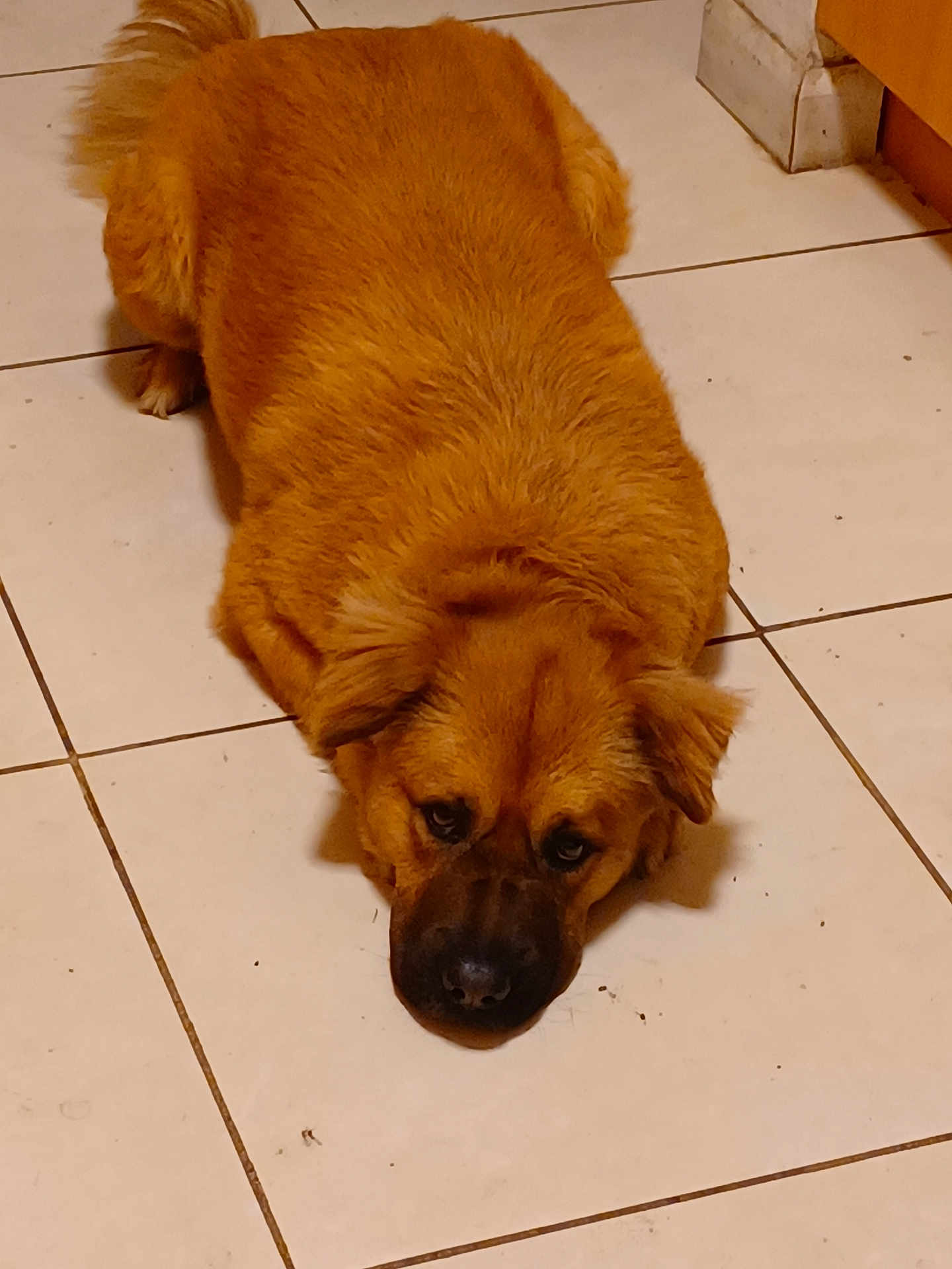 Cindy is registered to the contest to win money with this photo: dog, brown, lying_down, floor, tile, indoor, pet, canine, fur, ears, nose, animal, cute, resting, looking_up, companion, domestic, mammal, expression, relaxed