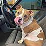 dog, car_interior, seat, steering_wheel, tongue_out, pet, brown_and_white, playful, canine, vehicle, dashboard, window, rearview_mirror, fabric_seat, indoor, animal, cute, companion, sitting, looking